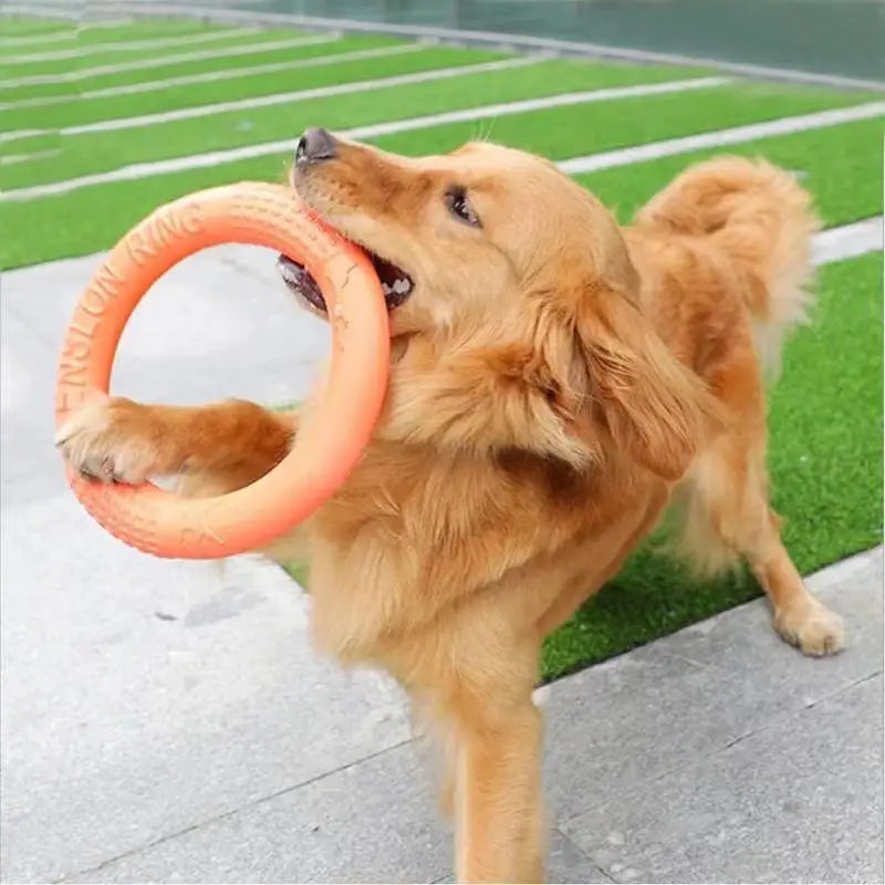 Flying Disk Chew Toy